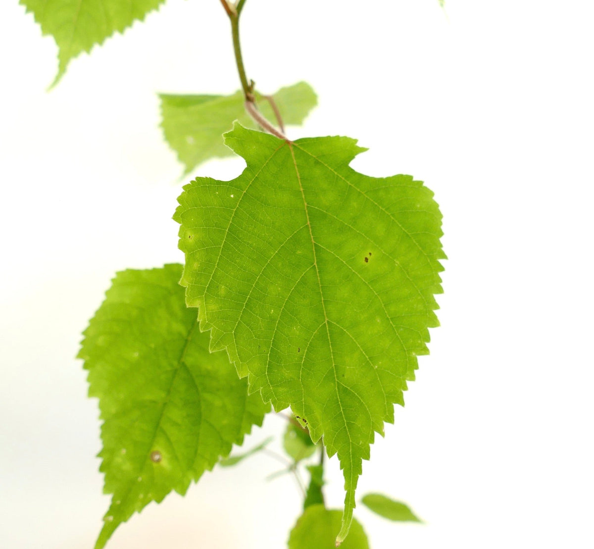 Broussonetia papyrifera 35-50cm | Paper mulberry | Japanese paper tree