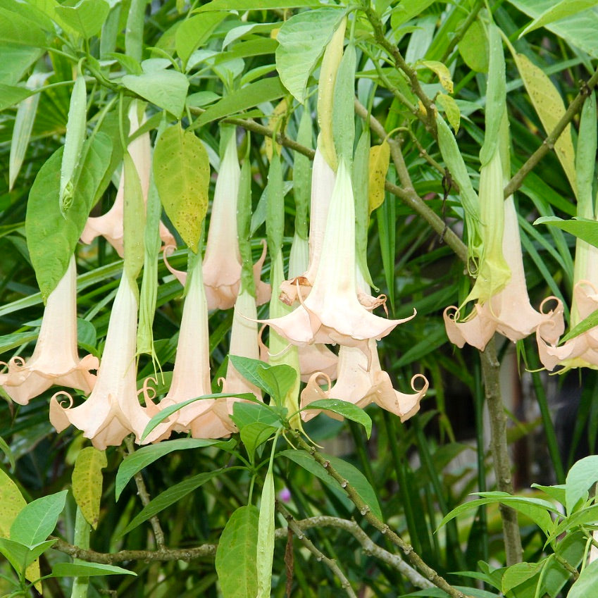 Brugmansia arborea large trumpet-shaped pale peach flowers hanging from green foliage