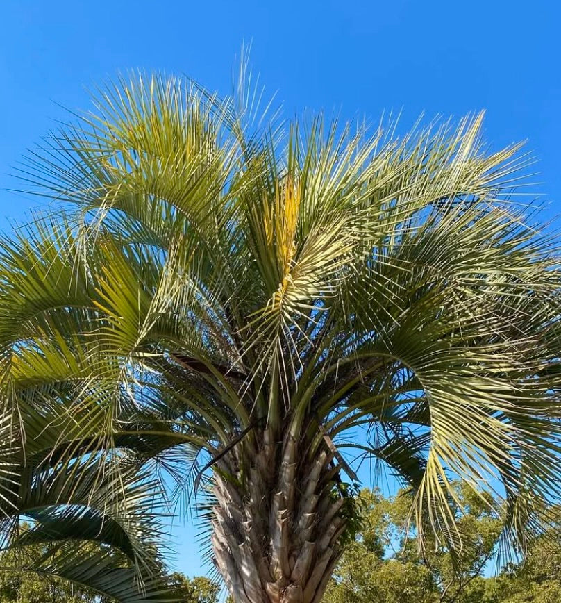 Butia capitata 25-40cm | Pindo palm | Jelly palm