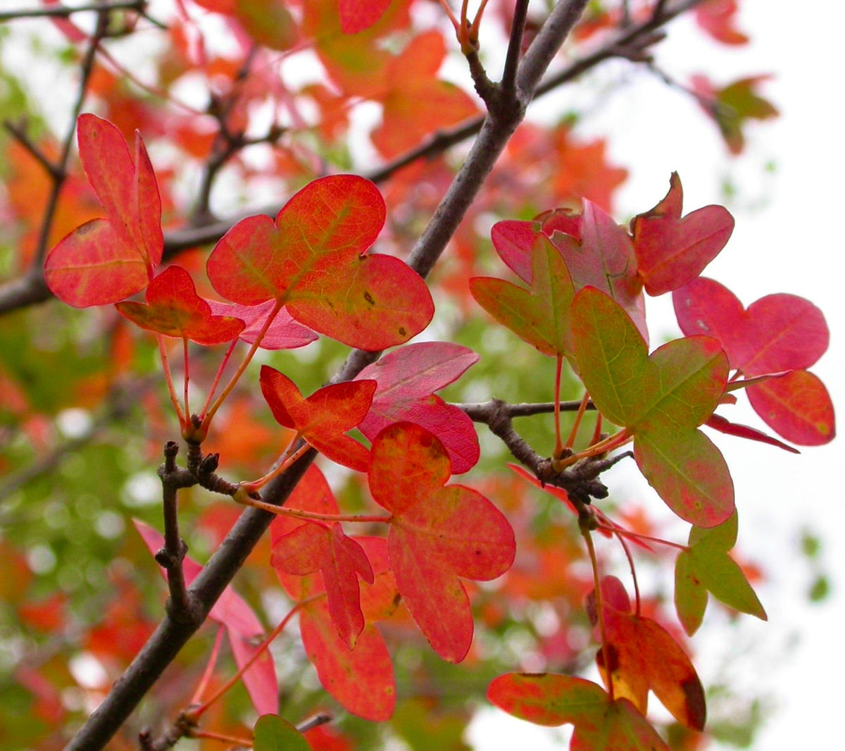 Acer monspessulanum 50-90cm | Montpellier maple | Southern maple