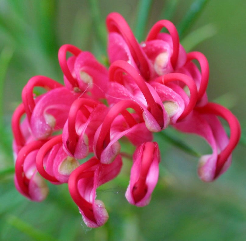 Grevillea juniperina 40-70cm | Juniper-leaf grevillea | Spider flower