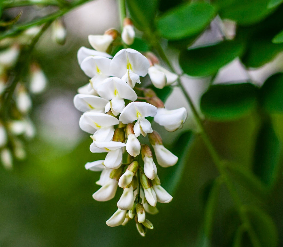 Robinia pseudoacacia 90-120cm | Black locust | False acacia