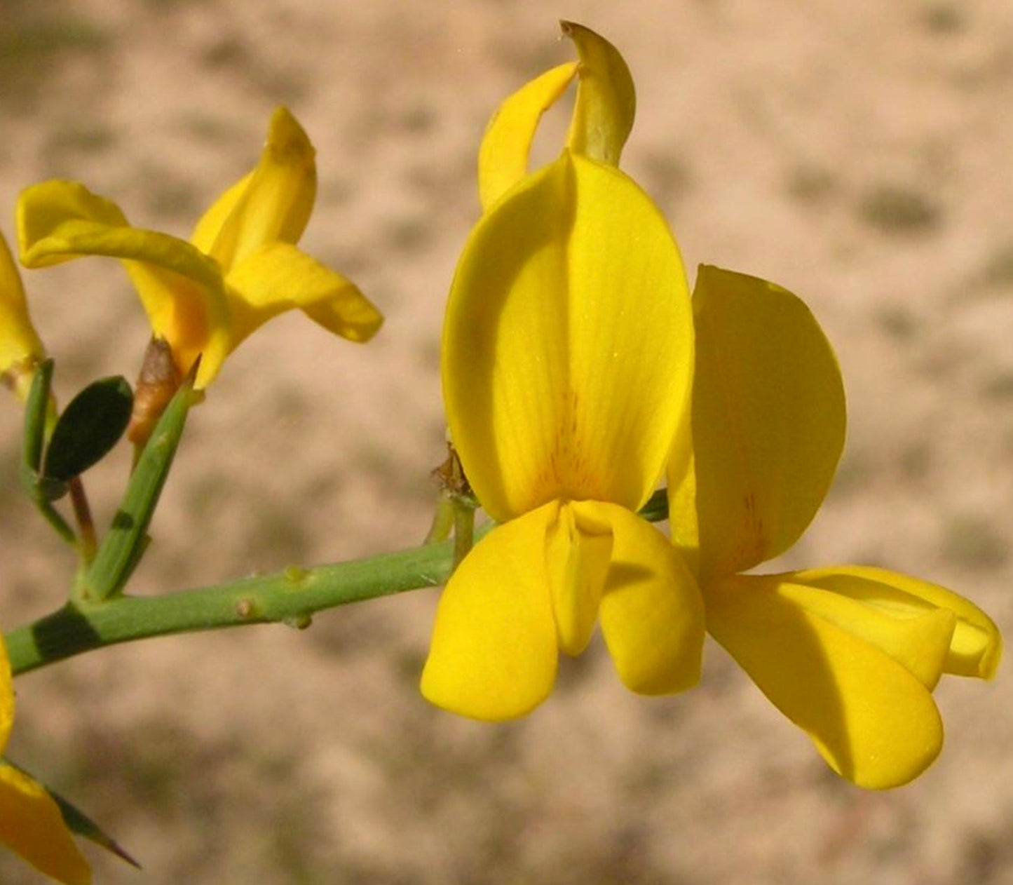 Fiori giallo brillante di Calicotome spinosa con steli verdi spinosi e piccole foglie, primo piano