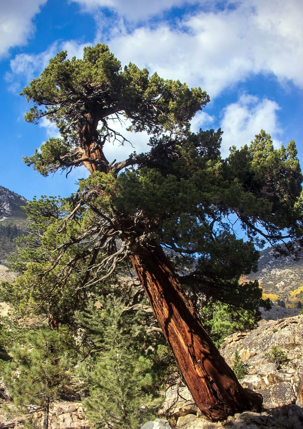Albero maturo di Calocedrus decurrens con tronco contorto e fogliame verde denso in terreno roccioso