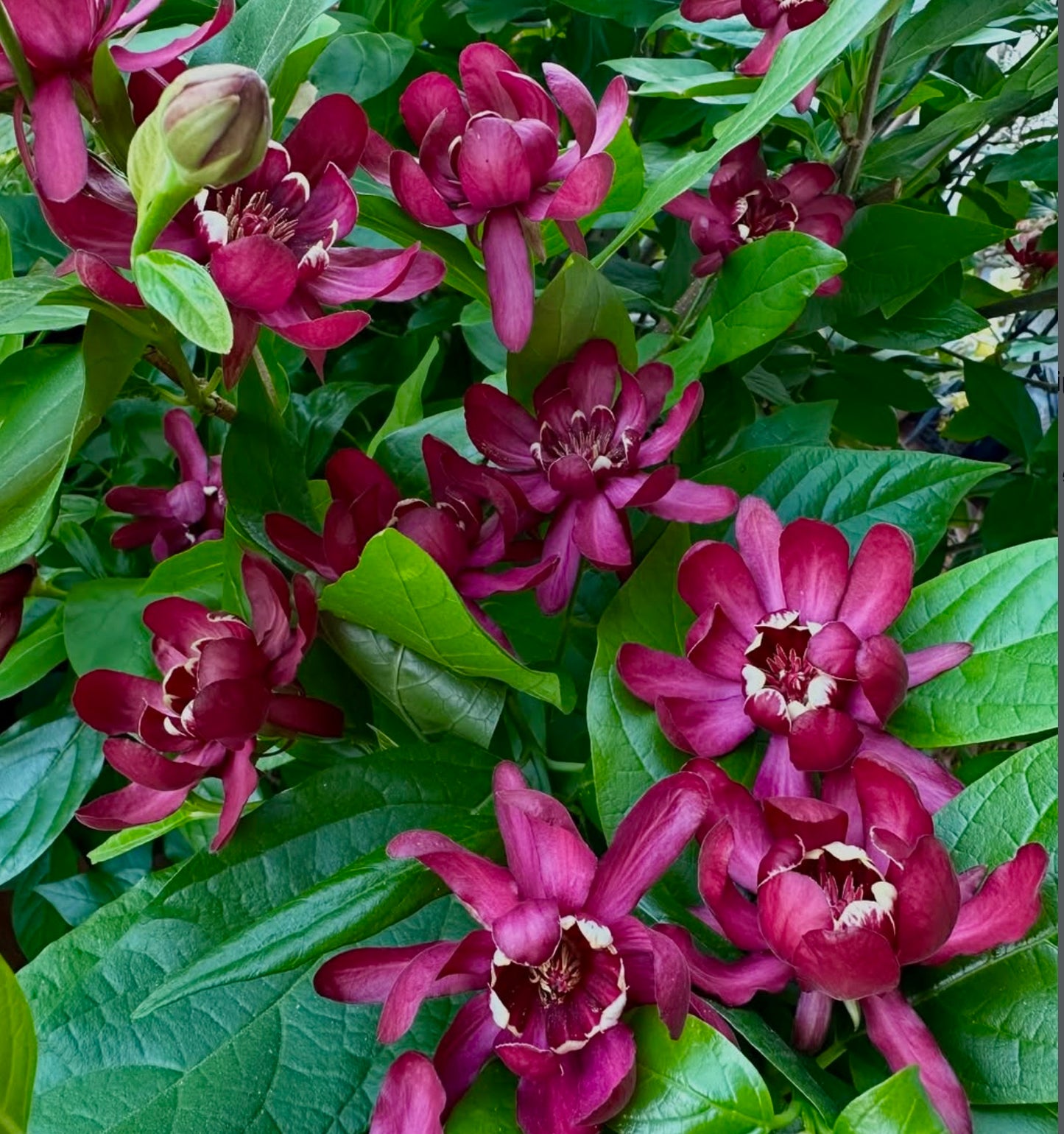 Fiori profumati di Calycanthus floridus color borgogna intenso con foglie verdi lussureggianti