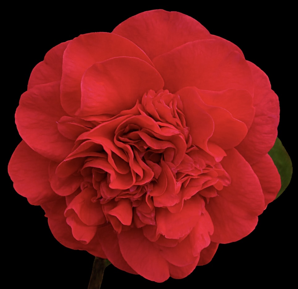 Camellia japonica cv MARIA ANTONIETTA petali doppi di un rosso intenso fiore in primo piano