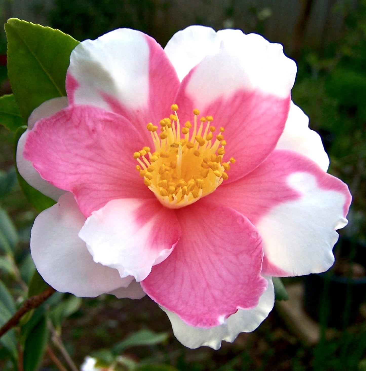 Fiore variegato rosa e bianco di Camellia sasanqua cv SHIBORI EGAO con stami gialli e foglie verdi lucide