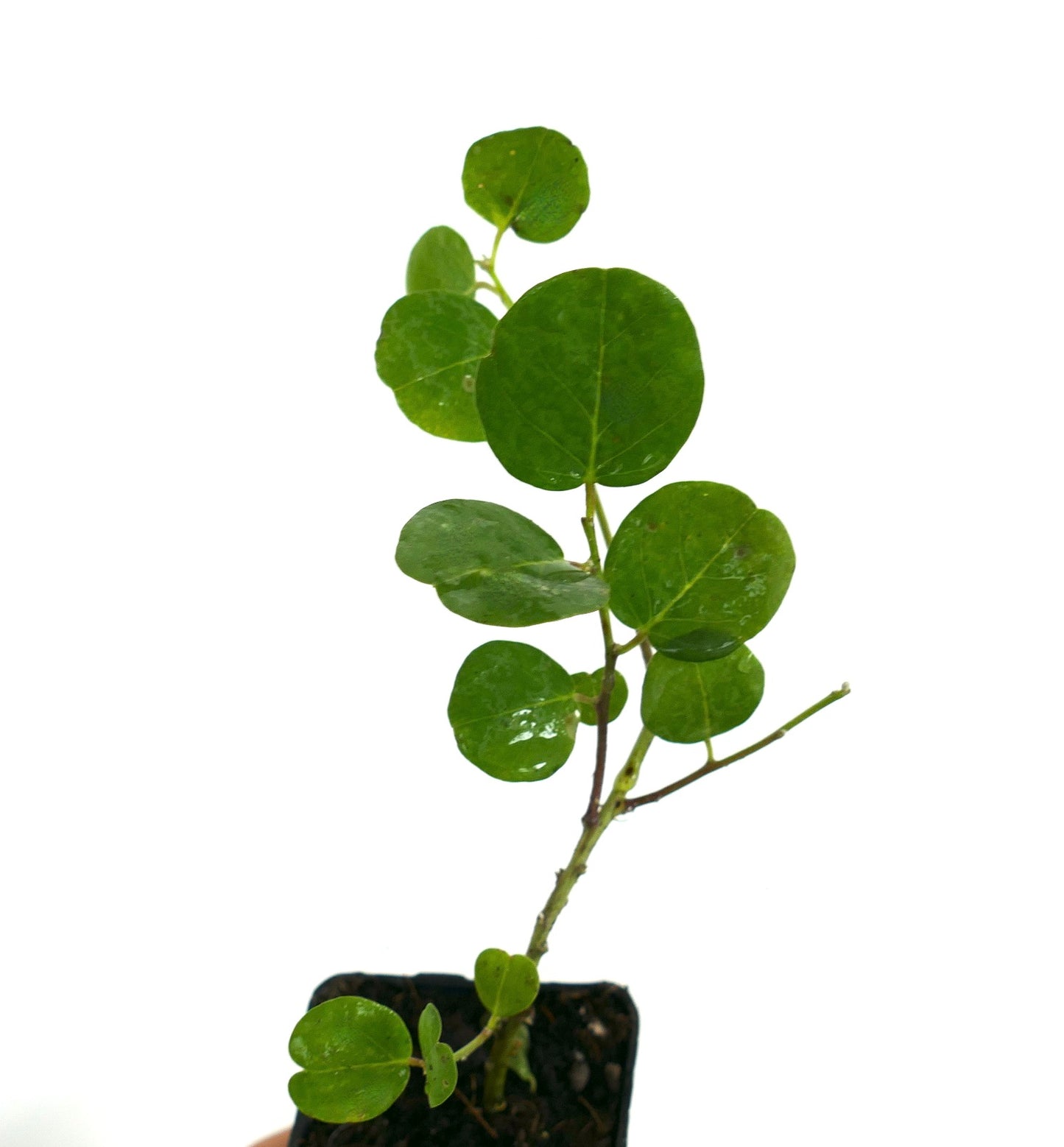 Capparis spinosa var. inermis young thornless caper bush with round green leaves and slender stems