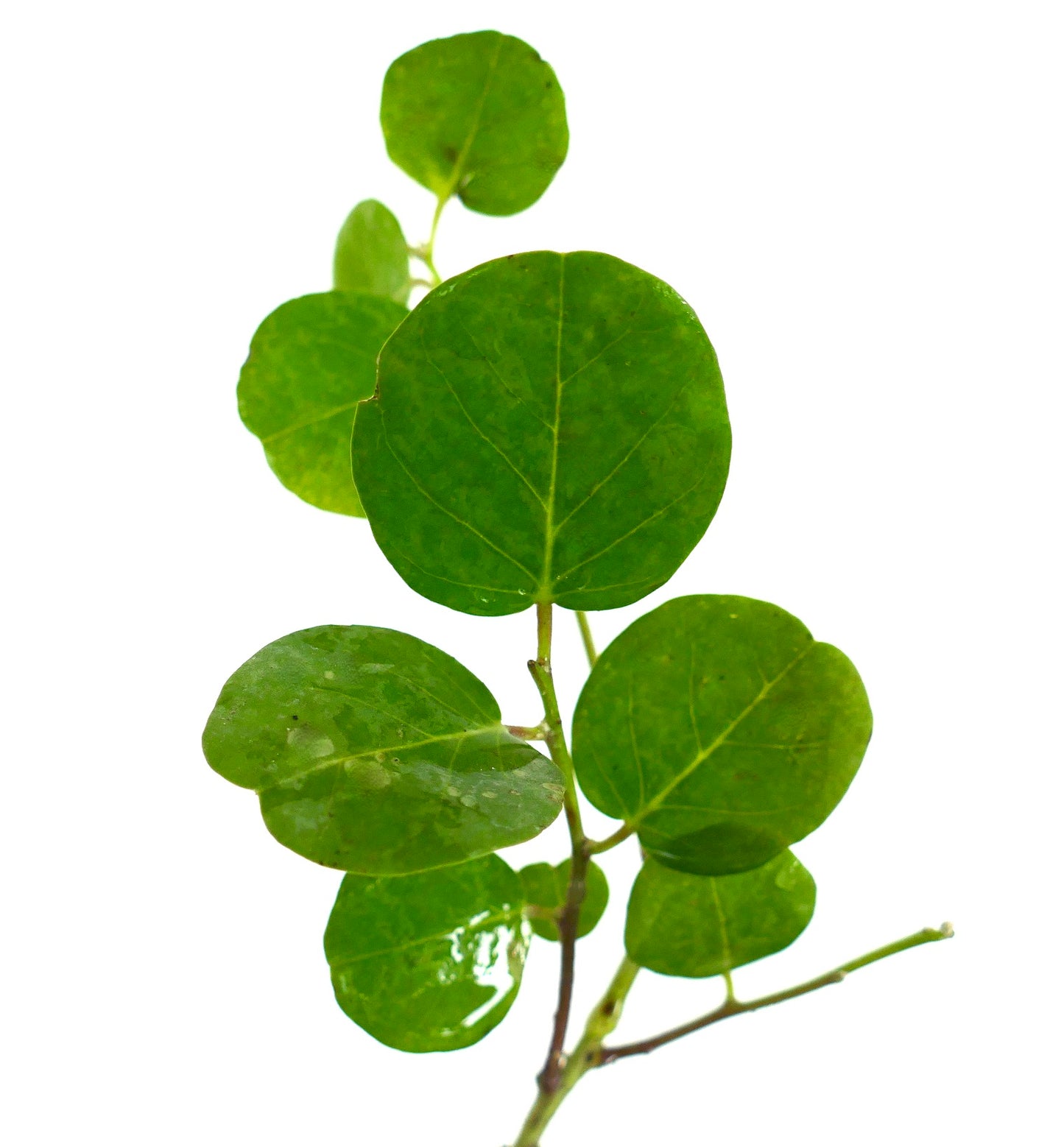 Capparis spinosa var. inermis fresh green round leaves on thornless branch close-up