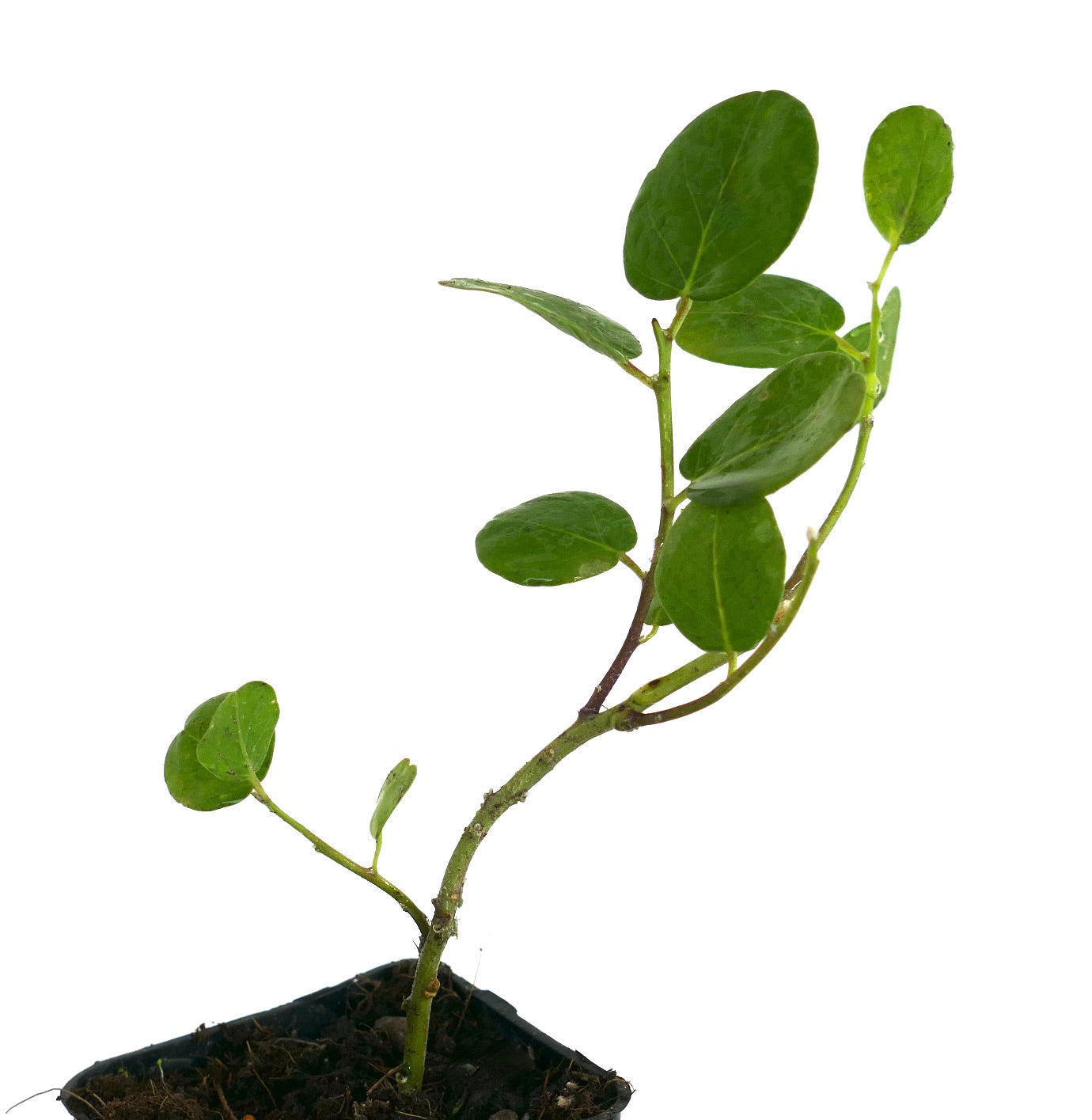 Capparis spinosa var. inermis young thornless caper bush with smooth green leaves and slender stems