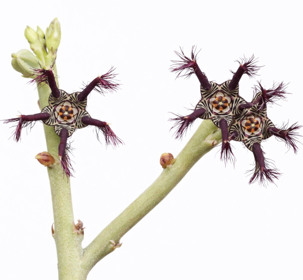 Caralluma adscendens var. fimbriata rare succulent with star-shaped striped flowers and purple fringed petals