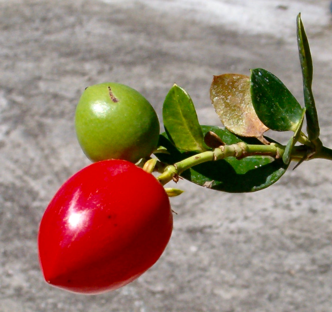Carissa grandiflora | Natal plum | Amatungulu