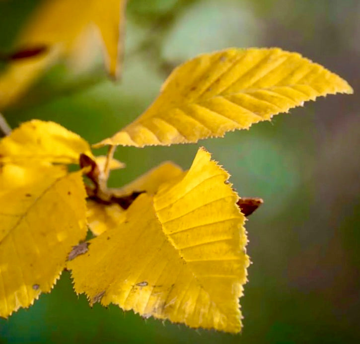 Foglie autunnali gialle di Carpinus betulus con margini seghettati e venature in rilievo