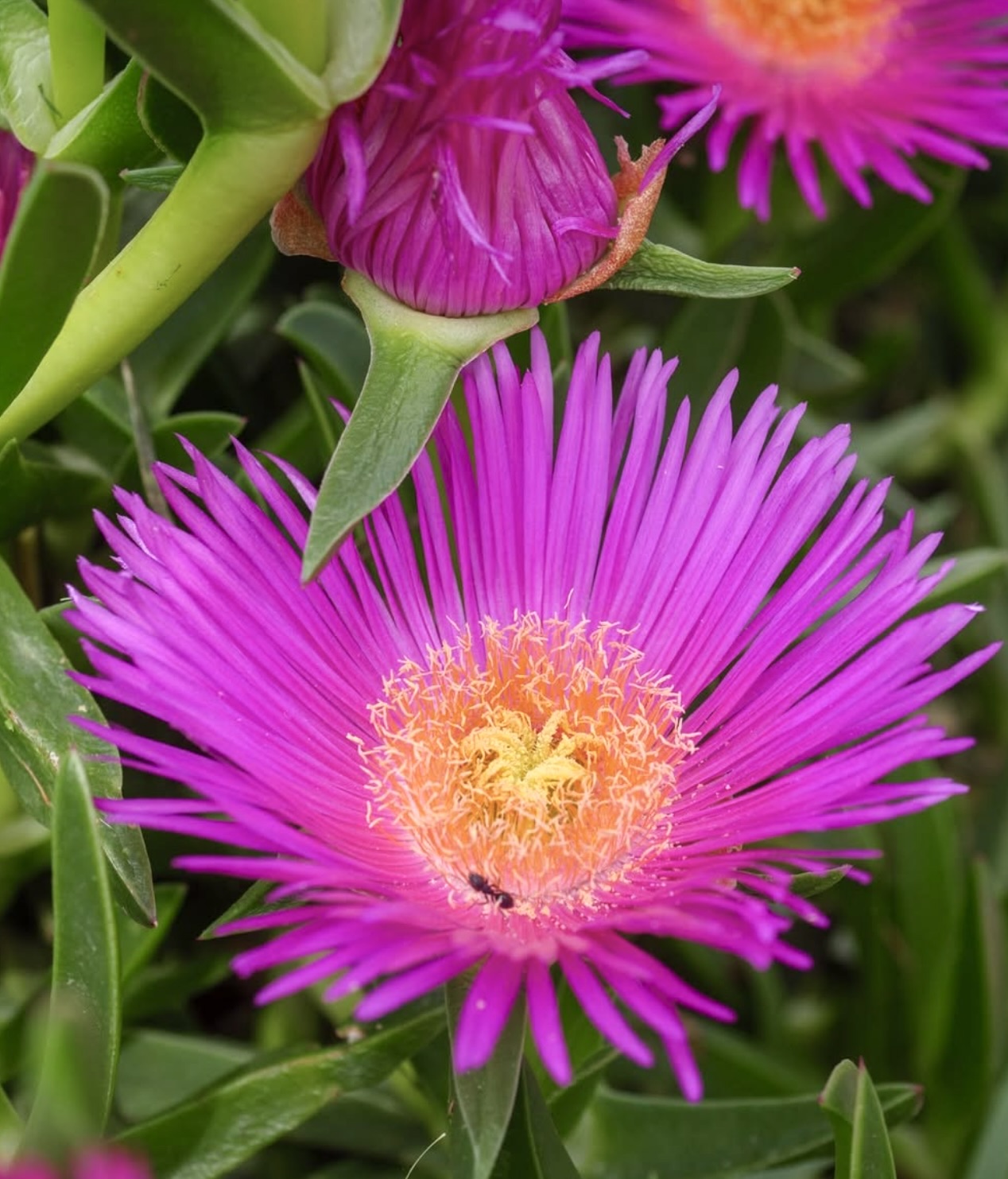 Carpobrotus edulis succulenta vivace con petali rosa brillante e centro arancio-giallo in fiore