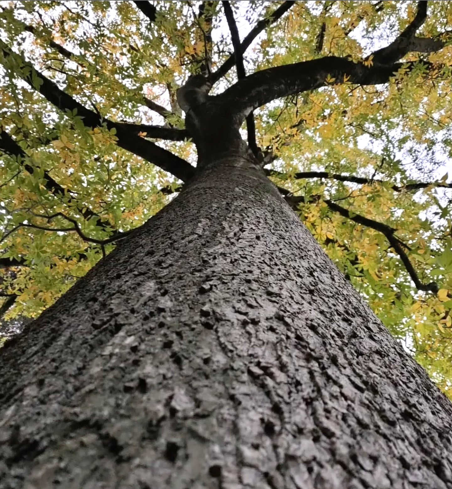 Carya illinoinensis tall tree trunk with textured bark and green-yellow autumn leaves canopy