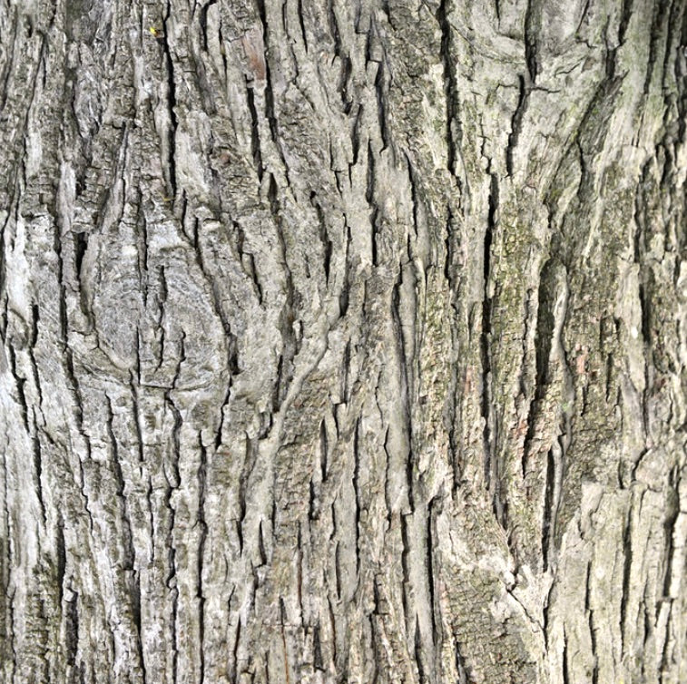 Carya ovata rough textured bark with distinctive vertical ridges and deep furrows close-up