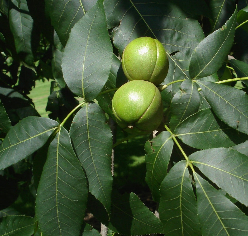 Carya ovata green nuts with large pinnate leaves on shagbark hickory tree branch