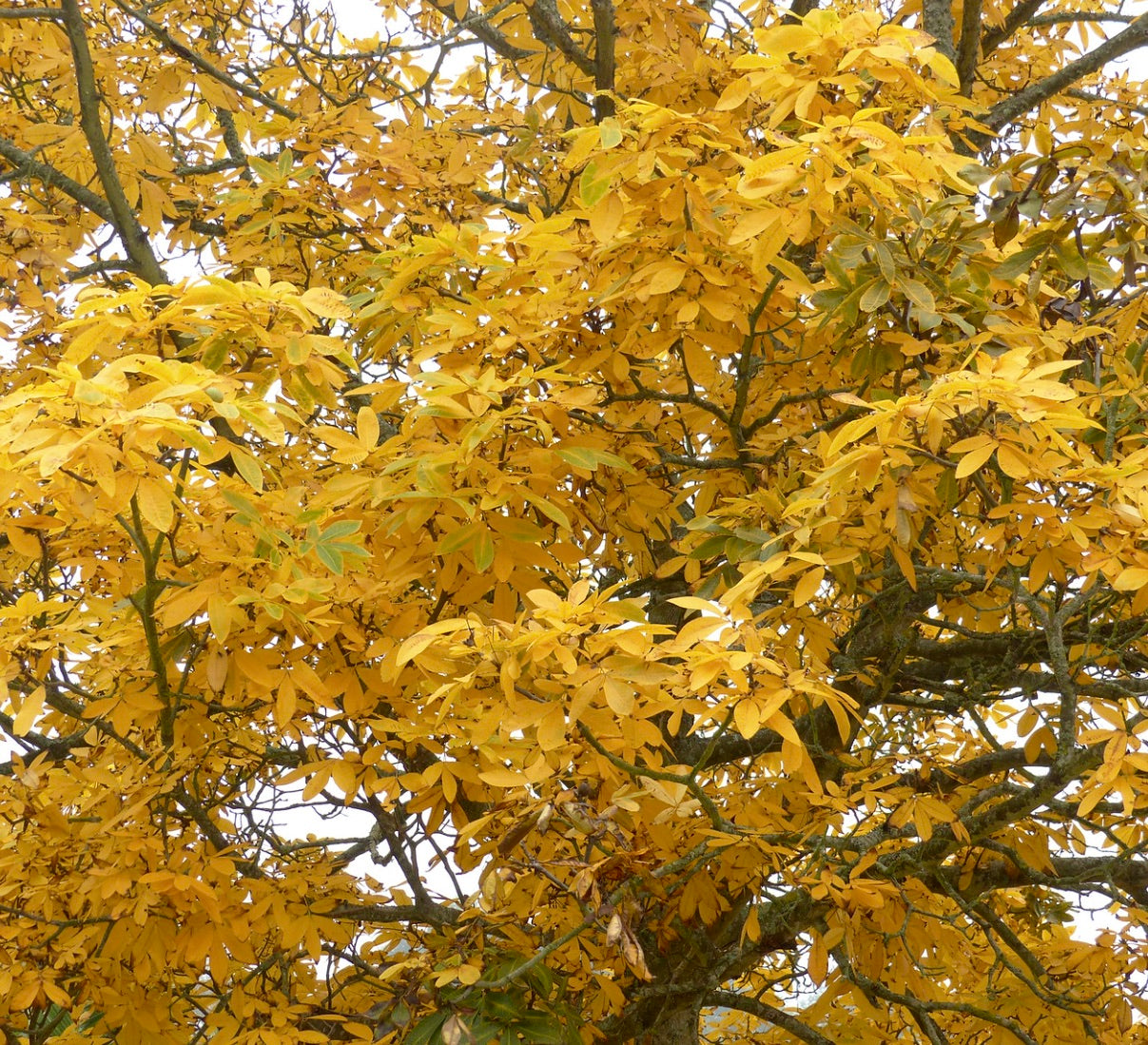 Carya ovata tree with dense golden yellow autumn leaves and sturdy branches