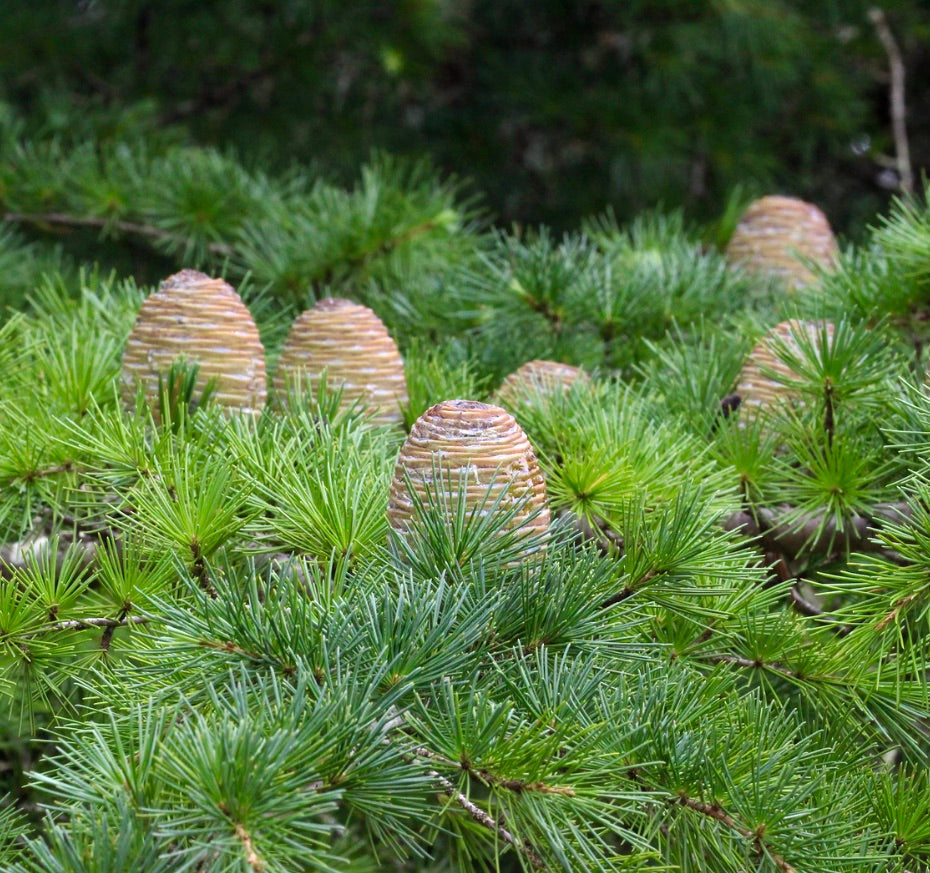 Aghi verdi freschi di Cedrus atlantica con coni marrone chiaro in sviluppo sui rami
