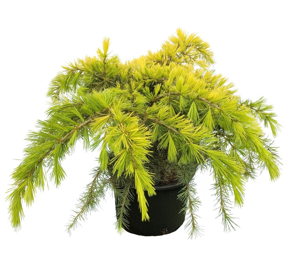 Cedrus deodorata cv GOLDEN HORIZON 10-30cm | Deodar cedar