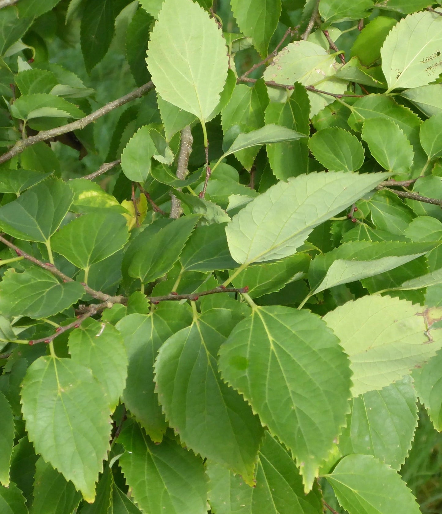 Foglie verdi seghettate di Celtis jessoensis con vene visibili su rami sottili