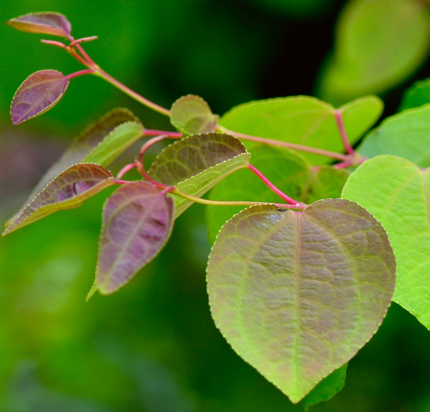 Foglie a forma di cuore di Cercidiphyllum japonicum con sfumature viola e verdi su rami delicati