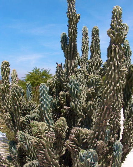Cereus peruvianus monstruosus, alto cactus succulento con fusti attorcigliati e costolati all'aperto