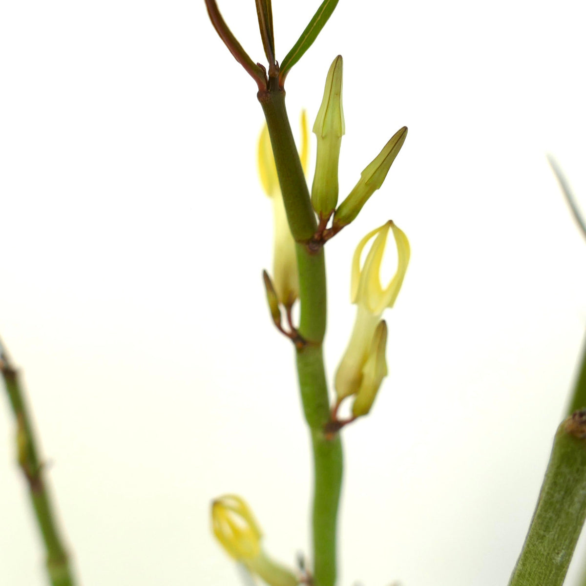 Ceropegia dichotoma 5-15cm | Canary Islands candle plant