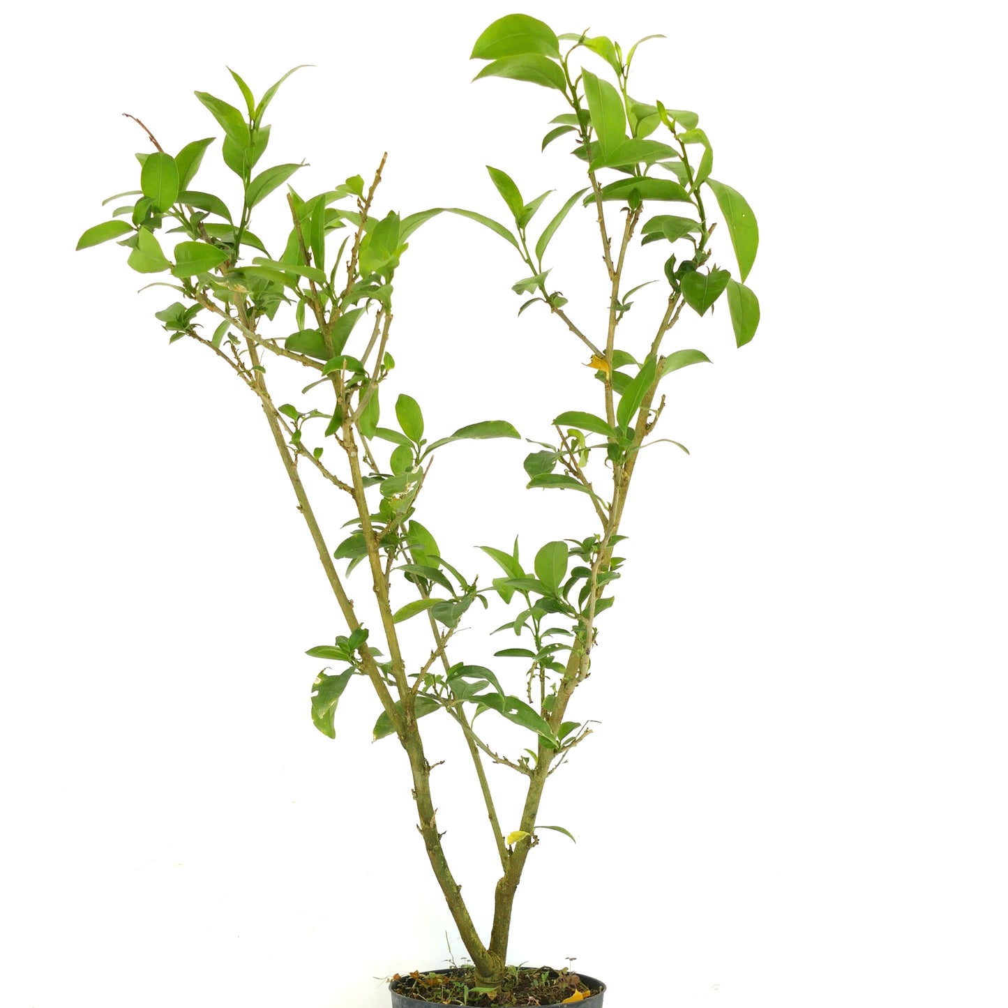 Cestrum nocturnum | Night-blooming jasmine | Lady of the night