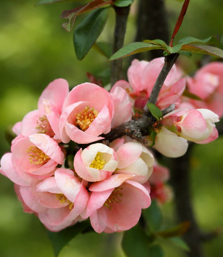 Chaenomeles cathayensis 35-50cm | Chinese quince | Cathay quince