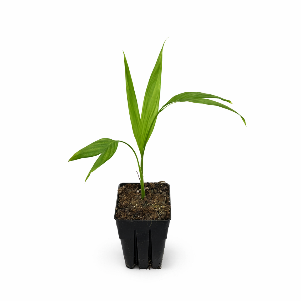 Chamaedorea tepejilote 10-25cm | Pacaya palm | Tepejilote palm