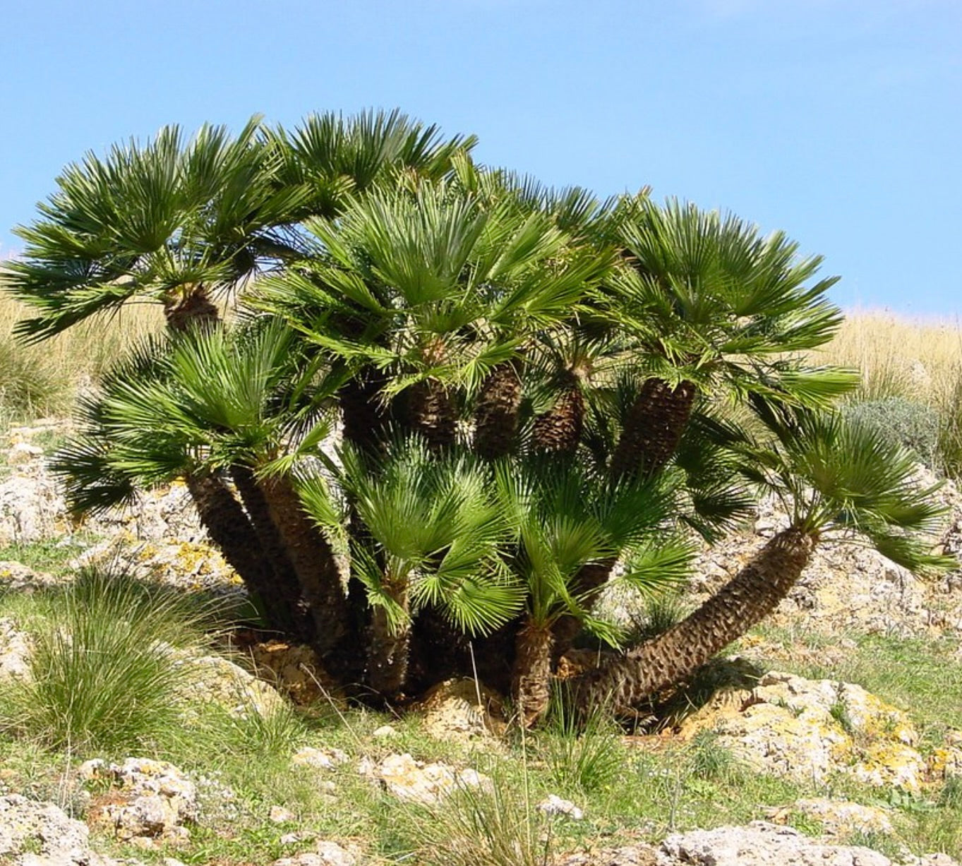 Chamaerops humilis | Palma Nana | Palma di San Pietro | SEMI