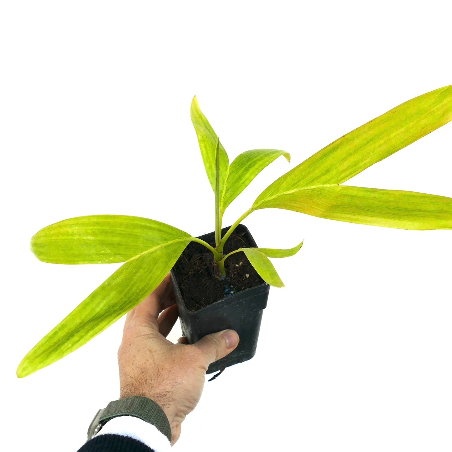 Chambeyronia houailouensis | Blushing Palm |