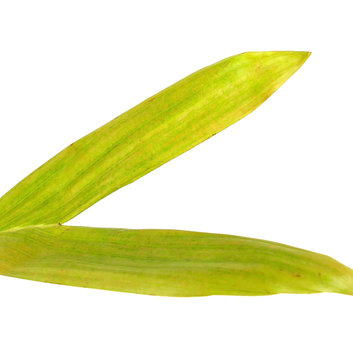 Chambeyronia houailouensis | Blushing Palm |