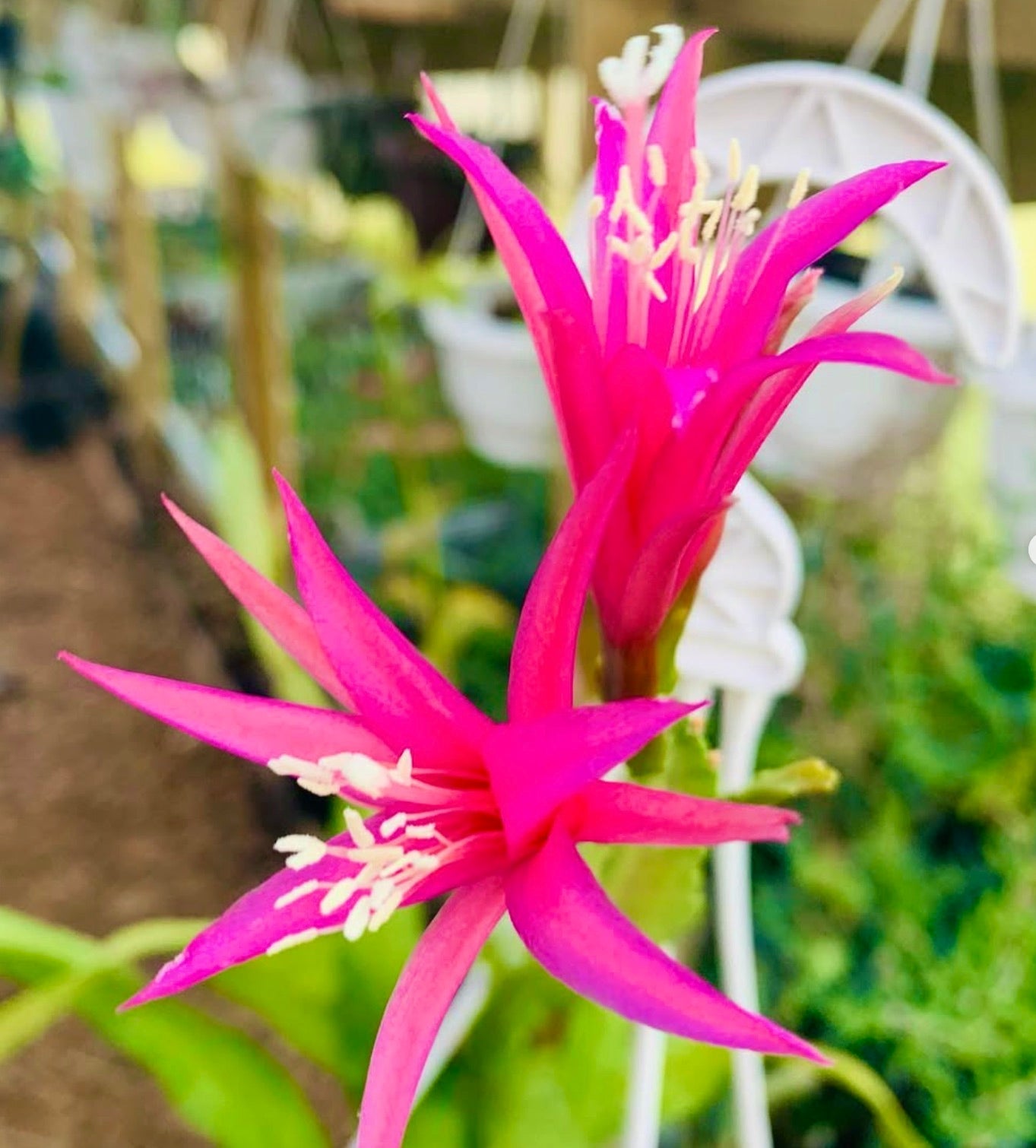 Fiori di cactus a forma di stella di colore rosa acceso di Chiapasia x Disocactus 'Emiel V.D. Auwera' in fiore