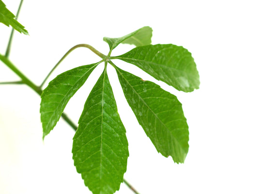 Chorisia speciosa bright green palmate leaves with serrated edges on thin stems