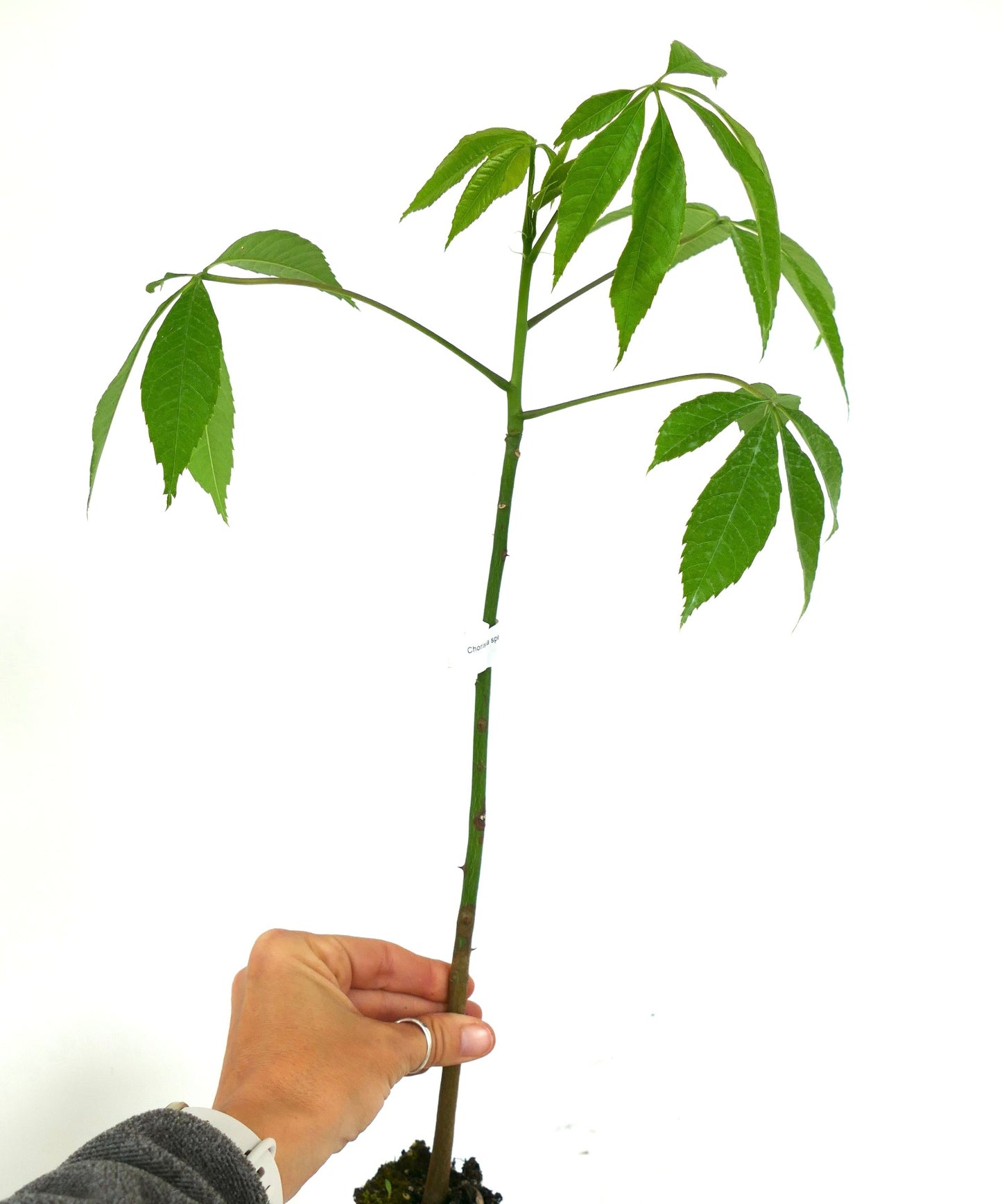 Chorisia speciosa | Silk floss tree | Kapok tree