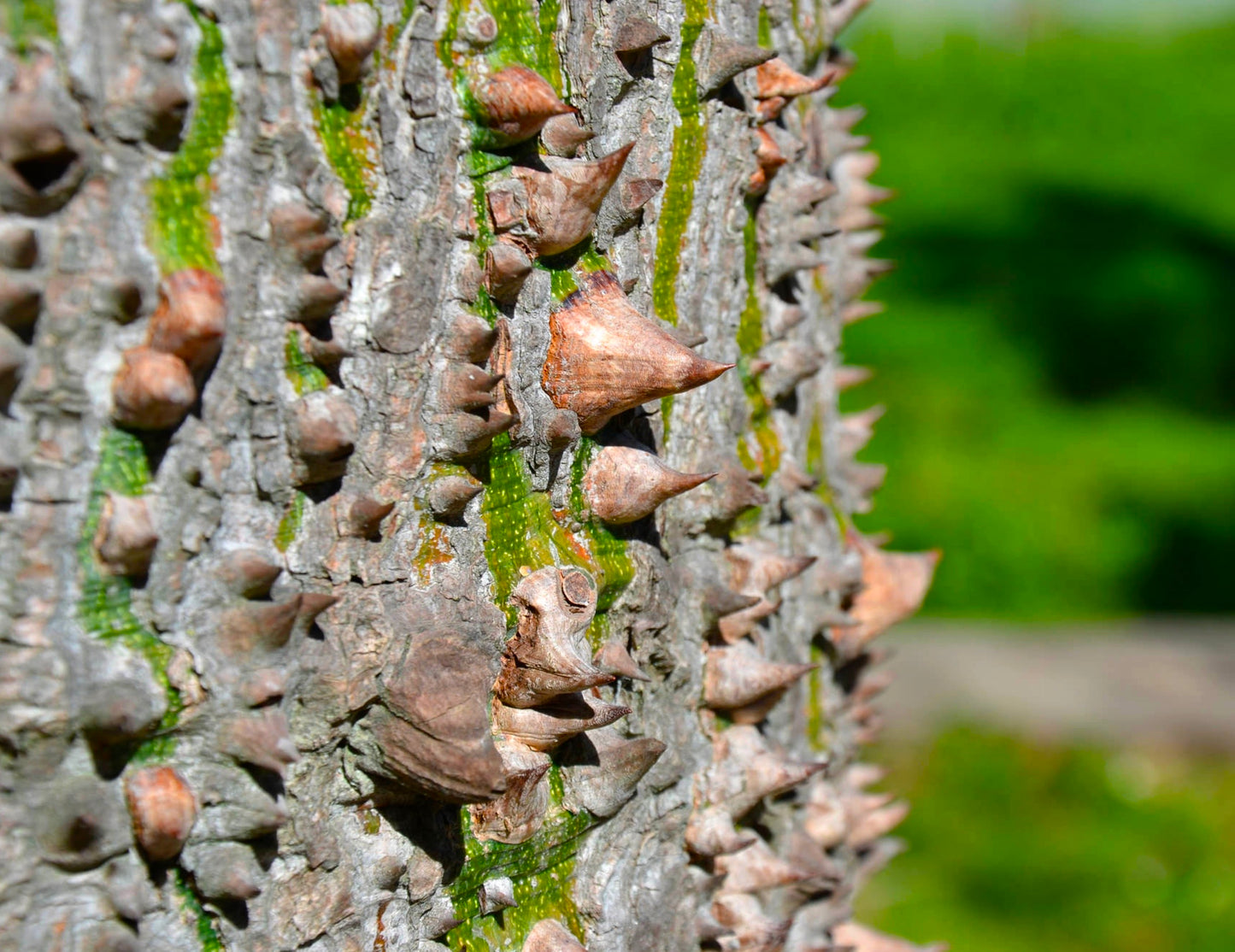 Chorisia speciosa | Silk floss tree | Kapok tree