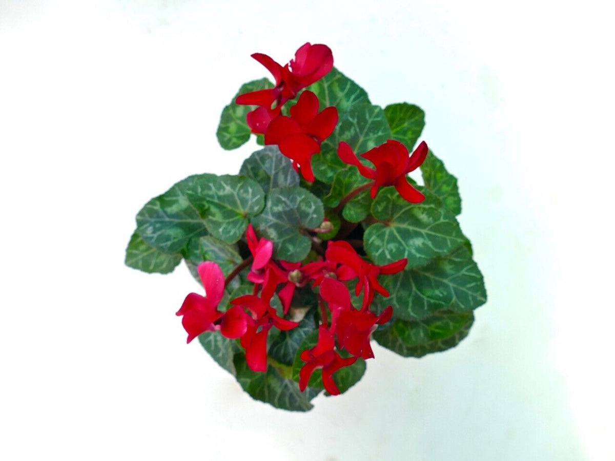 Cyclamen persicum cv 'San Gennaro' RED FLOWER | Persian cyclamen