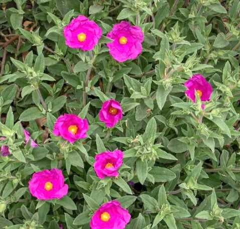 Fiori rosa vibrante di Cistus incanus con fogliame verde in forma di arbusto denso