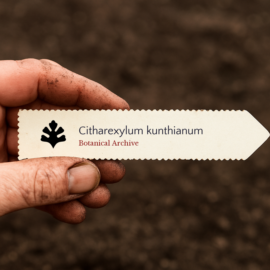 Etichetta stampata per pianta di Citharexylum kunthianum tenuta da una mano sporca su sfondo di terreno