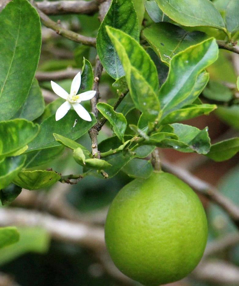 Frutto verde brillante di Citrus X latifolia con foglie lucide e piccoli fiori bianchi