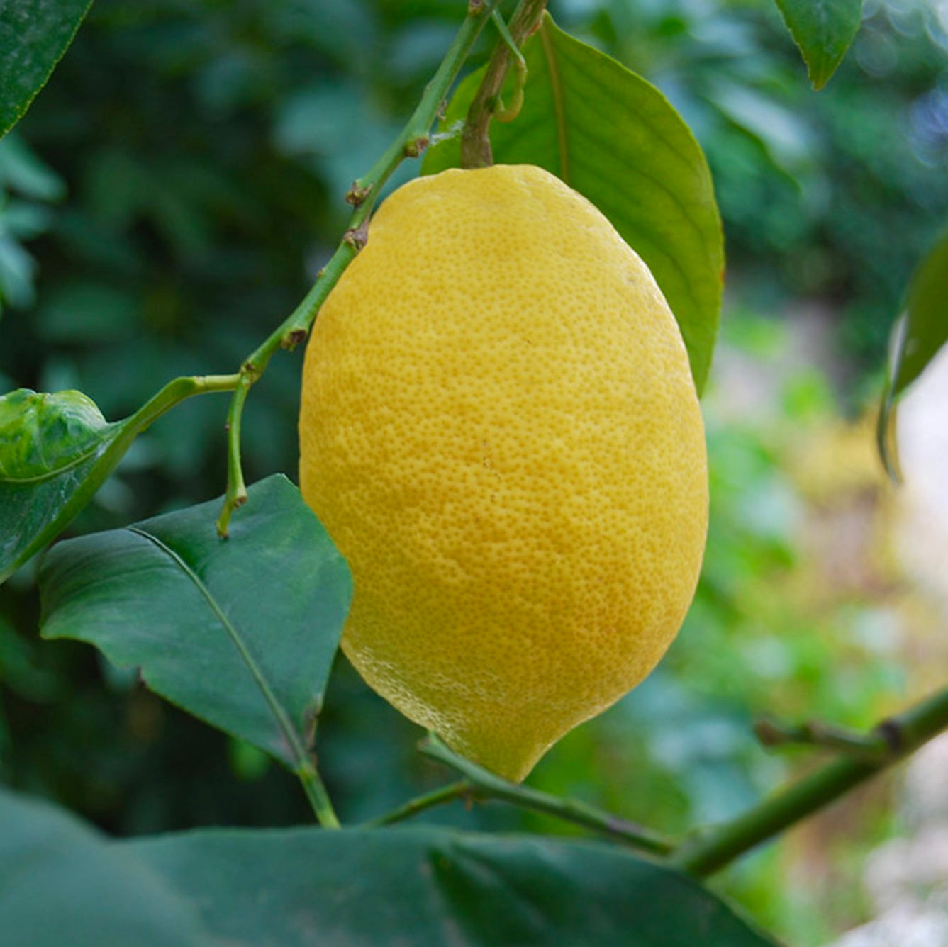Frutto maturo di limone giallo Citrus X limon cv Femminello Siracusano su ramo foglioso