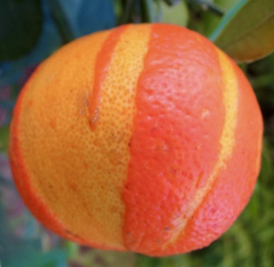 Frutto maturo di Citrus aurantium VIRGATUM arancia amara con buccia testurizzata arancione e rossa
