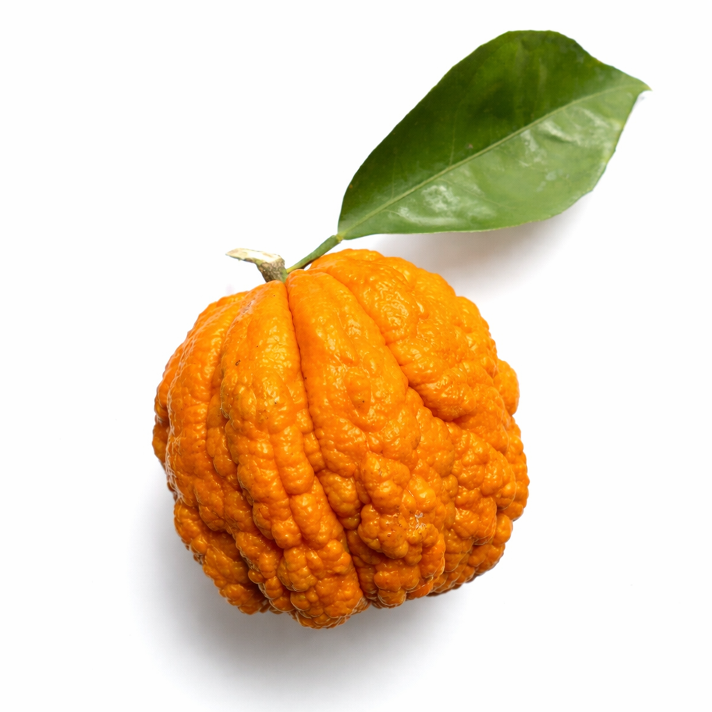 Citrus aurantium 'Corrugated Orange' frutto di arancio amaro rugoso con foglia verde