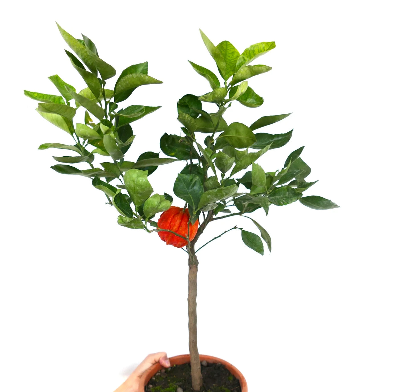 Citrus aurantium 'Corrugated Orange' | Bitter orange |