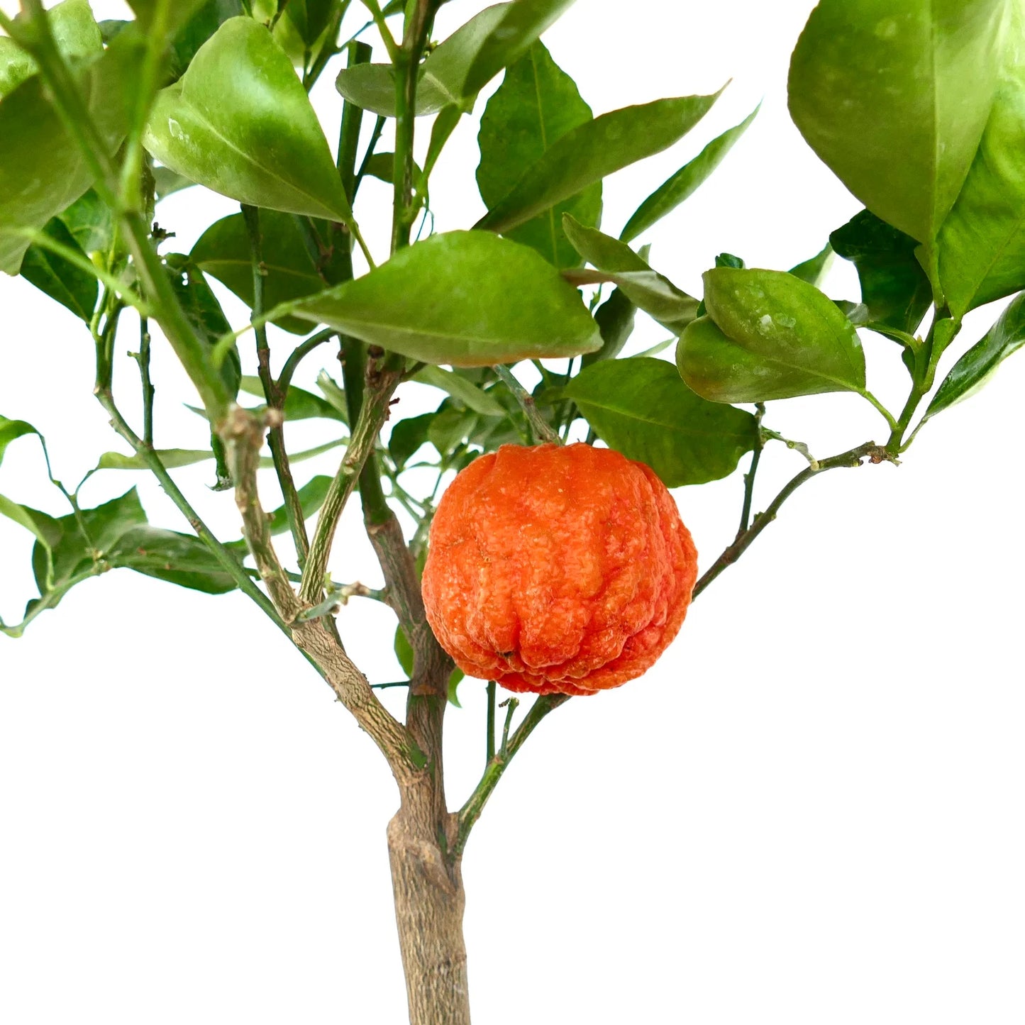 Citrus aurantium 'Corrugated Orange' | Bitter orange |