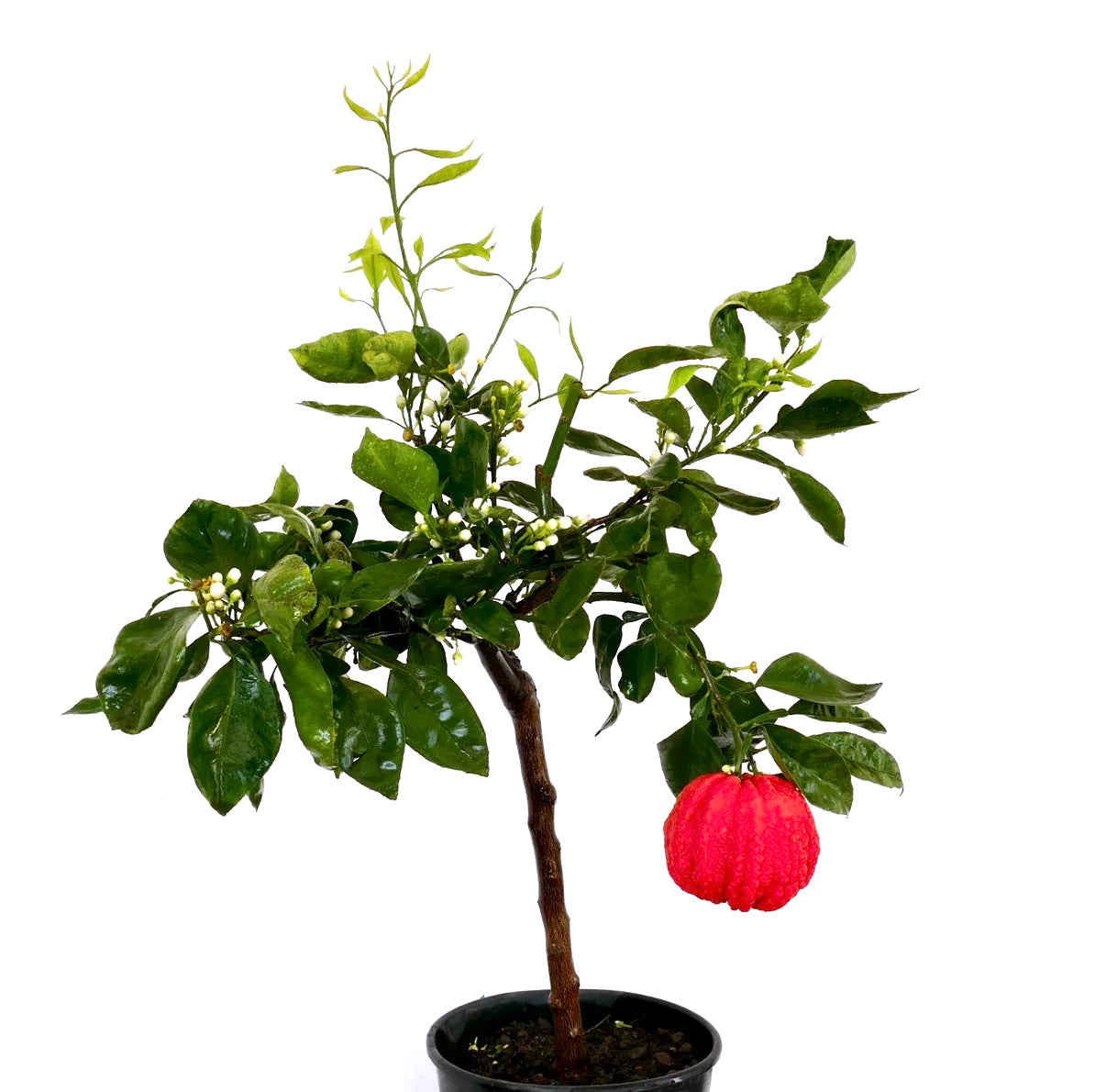 Citrus aurantium 'Corrugated VESUVIUM' | Seville orange