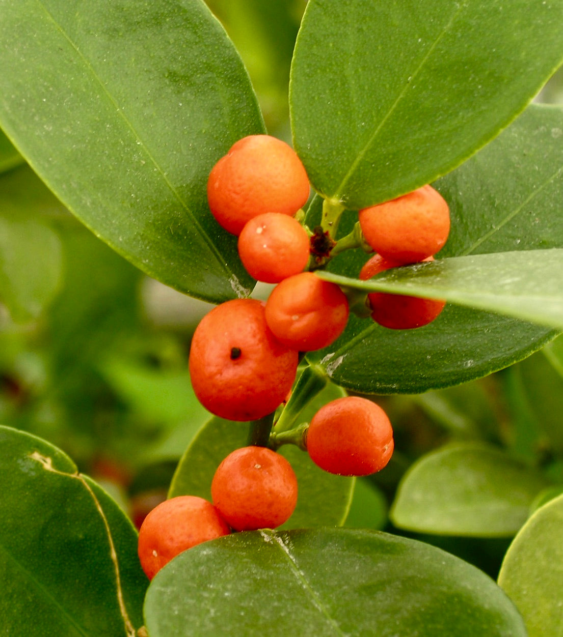 Citrus hindsii (Hong Kong KUMQUAT) 85-120cm | Hong Kong kumquat