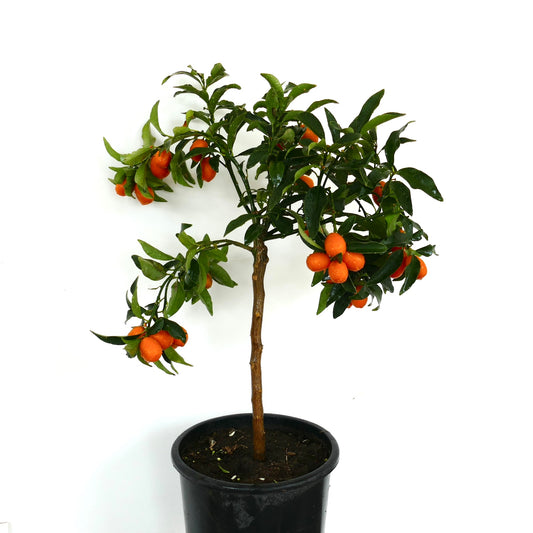Citrus japonica small fruiting tree with glossy green leaves and bright orange kumquats in pot